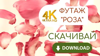 Футаж лепестки роз падающие. Заставка. Лепестки Розы - Бесплатно скачать. Download - Rose petals