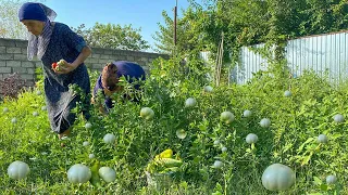 Harvesting Unripe TOMATOES and CUCUMBERS and Making Pickle | Village Life