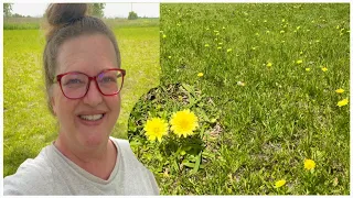 Smallflower Desert Chicory has created a Meadow lawn 🌼💛 | Native Texas Dandelion | Wendi’s Garden