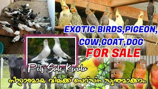 🔥Pigeon❤️Exotic Birds😍Cow💙Goat💝Dog💞Sale Kerala💛Pets farm kerala😻Low Rate Pets Sale Kerala😶Pets farm💫