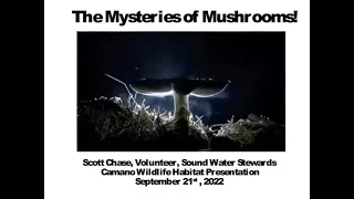"The Mysteries of Mushrooms" by Scott Chase