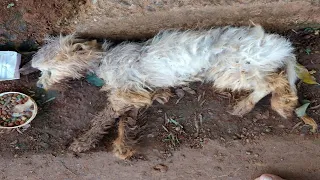 He lay dying on the street, his body covered with thousands of eggs from flies and larvae