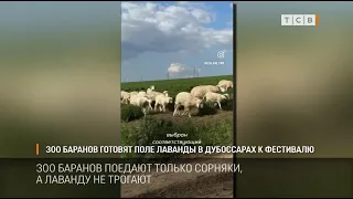 Стадо баранов борется с сорняками на поле лаванды