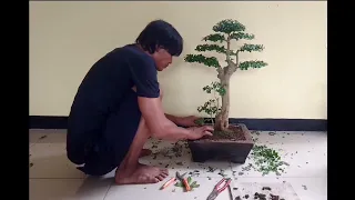 proses ganti pot dan merapihkan bonsai serut pemula