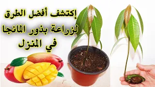 زراعة المانجا في المنزل