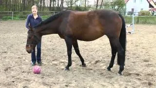 ClickerSchule.de - Pferd lernt Ballspielen