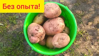 Как вырастить картошку картофель на органике органическим способом