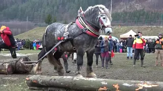 Tobi, štvrté miesto v ťažkom ťahu Kľačianská podkova ..