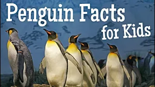 Penguin Facts for Kids