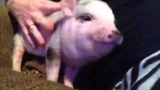 Happy pig squeaks.