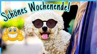 Tierisch WITZIGE Wochenendgrüße zum Teilen 🐶