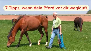 Dein Pferd läuft vor dir weg oder läßt sich schlecht halftern? 7 Tipps, wie es besser klappt.