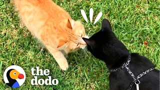 Cat Falls In Love With The Girl Next Door | The Dodo