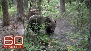 What’s happened to grizzlies since they were put on the endangered species list?