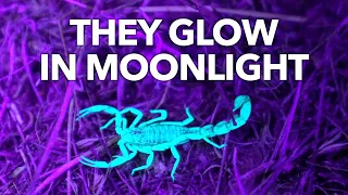 Why Scorpions Glow in the Dark