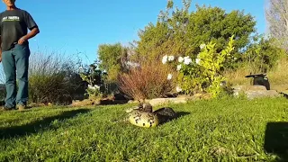 Puff Adder strikes 3 times with unbelievable reach