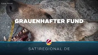 Abgetrennter Wolfskopf vor NABU-Zentrum in Leiferde gibt Rätsel auf