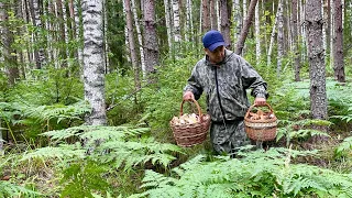 В ЭТОМ ЛЕСУ МНОГО ГРИБОВ! БЕЛЫЕ ГРИБЫ