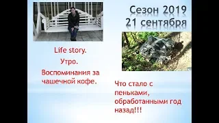 Life story  Утро  Что стало с  пеньками, обработанными год назад!!!