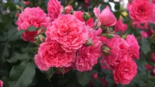 Rose Rosarium Uetersen (Розариум Ютерсен роза)