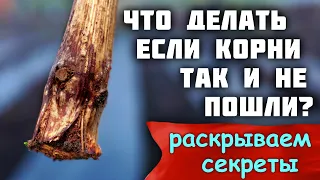 Что делать если корни так и не пошли? - Раскрываем секреты!