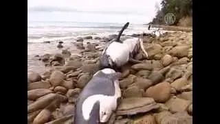 9 косаток выбросились на берег в Новой Зеландии (новости)