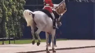 The long guards' white horse spooked by palistian protest on the mall #thekingsguard