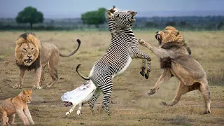INCREDIBLE!! LION PRIDE AMBUSH NEWBORN ZEBRA | Battle For Survival | Animal Giving Birth
