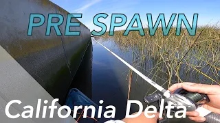 California Delta Prespawn Bass Fishing!