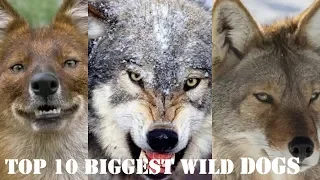 Top 10 Biggest Wild Dogs In The World
