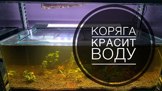 Коряга красит воду