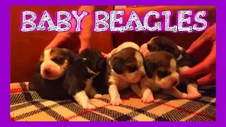 Beagle Puppies 5 Days Old