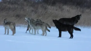 Enjoy howling wolves!