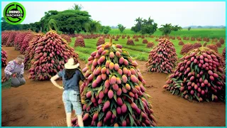 The Most Modern Agriculture Machines That Are At Another Level , How To Harvest Mangoes In Farm