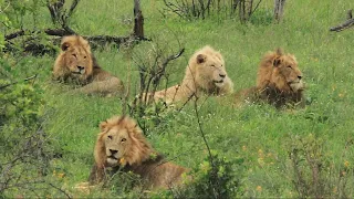 Casper The White Lion Reunited With  Brothers | Kruger Park Sightings