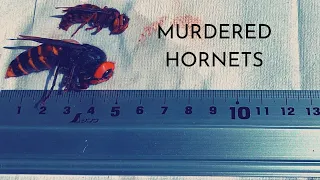 JAPAN DIY: HOW TO CATCH MURDER HORNETS WITH SIMPLE HOMEMADE BAIT (AND NOT DIE).