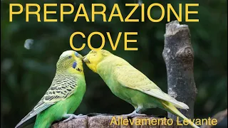 preparazione cove -consigli e alimentazione