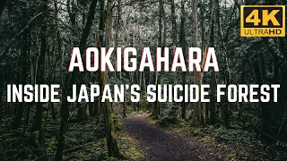 Japan's Suicide Forest (Aokigahara) 4K ASMR