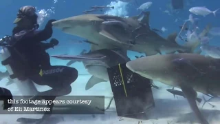 WSV: 'Lemon Sharks Need Love Too' with Eli Martinez