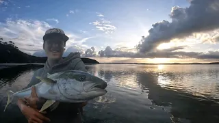 Harbour fishing/Camping NZ - Top water Kingfish , Sharks & spearfishing the mangrove's