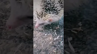 Hedgehog snorting 😂