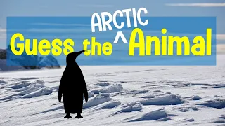 Guess the Animal Sound Game | 12 Arctic Animal Sounds Quiz