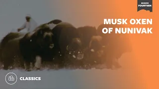 Musk Oxen of Nunivak | Mutual of Omaha's Wild Kingdom