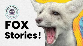 Friends Not Fashion: Meet the Foxes of Pawsitive Beginnings