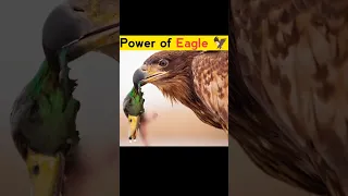 Power 💪 of Eagle 🦅 #shorts #viral #eagle