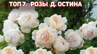 ТОП 7. Розы Д.Остина белого, кремового, сливочного, пастельно-розового оттенка!