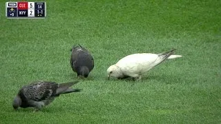 CLE@NYY: Pigeons enjoy the game in center field