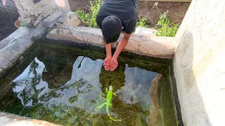 Baby iguana Swim For The First Time !