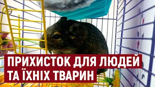 У Тернополі діє прихисток для людей та їхніх домашніх тварин