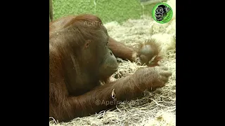 New Mother Orangutan Rocks Her Baby #shorts